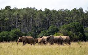 Kenya Tsavo West National Park