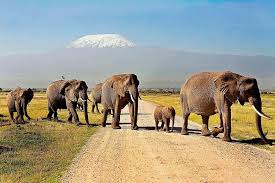 Malindi to Tsavo East