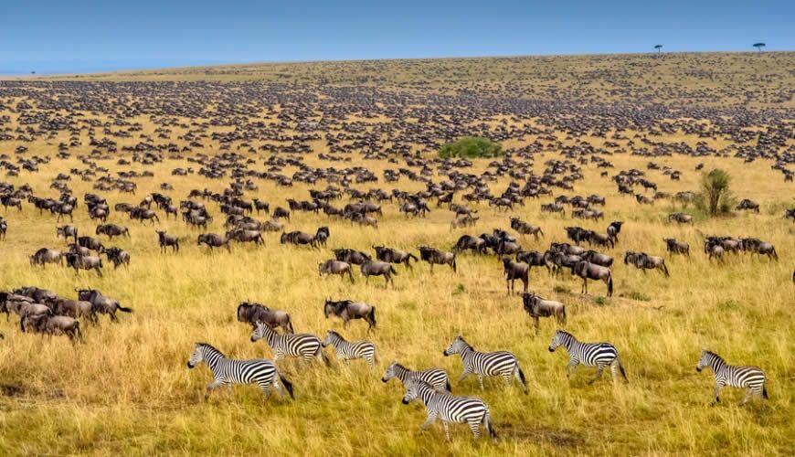 Great Migration.