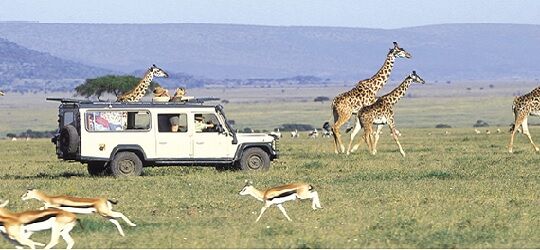 Masai Mara and Amboseli Safari