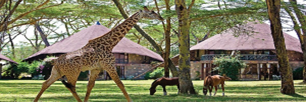 lake naivasha resort