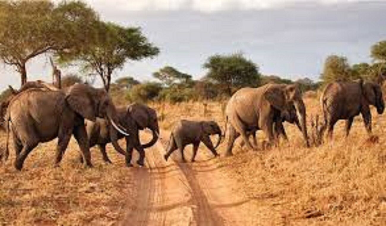 Tours and Safaris in Kenya