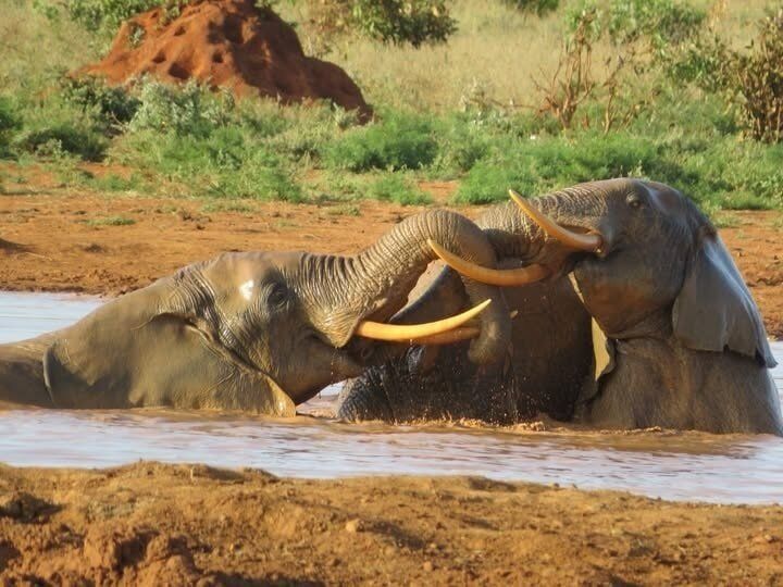 Tours and Safari Kenya