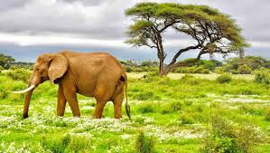 1 Day Safari to Tsavo East