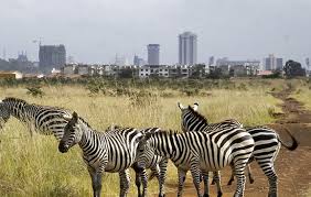 1 Day Safari from Nairobi