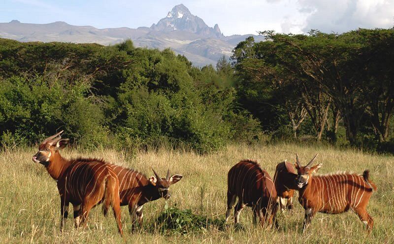 6 Days Amboseli, Tsavo West & Tsavo East Safari