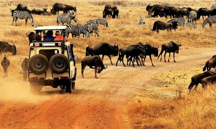 Kenya Safaris Tour Discover Africa’s