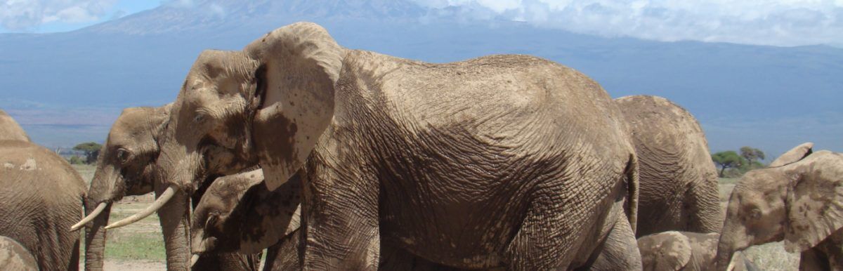 Tsavo East WEst safari