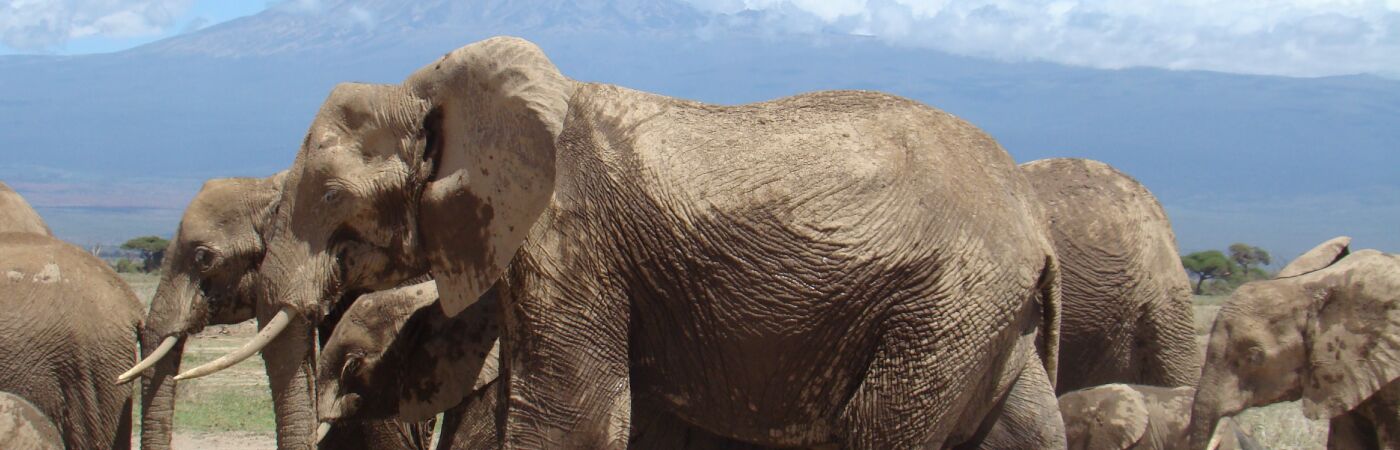 Tsavo East WEst safari