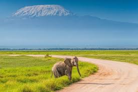 8-Day Tsavo East, Tsavo West & Amboseli Safari from Mombasa