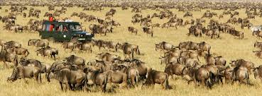 Kenya Safari Holidays