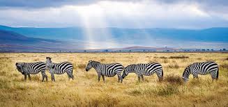 6 Days Tsavo East, Tsavo West & Amboseli Safari Tours