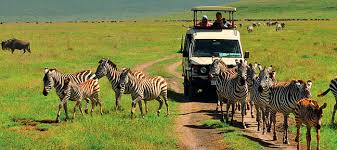 Tanzania Trip Wildlife Safaris