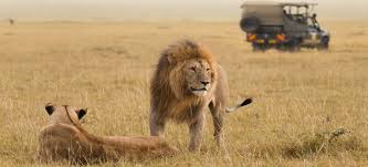 Kenya Africa Safari Tours
