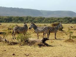 Kenya Africa Safari Tours