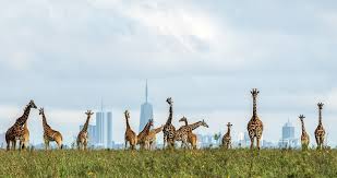 Nairobi Safari Kenya Wildlife Adventure Kenya is renowned as the safari capital of the world, and nowhere is this more evident than in Nairobi and its surrounding parks. A Nairobi safari is not just a quick escape—it is the perfect gateway to Kenya’s majestic landscapes and wildlife. From the only capital city in the world with a national park at its doorstep to world-famous reserves like Maasai Mara and Amboseli, a Kenya wildlife adventure from Nairobi guarantees close encounters with nature at its purest. Why Begin Your Safari in Nairobi? Nairobi is a dynamic city where urban life meets wilderness. Just 20 minutes from the bustling central business district, Nairobi National Park offers sightings of lions, giraffes, and rhinos against a city skyline backdrop. From here, travelers can seamlessly connect to other iconic destinations—whether by road or via Kenya air safaris for faster and more scenic transfers. Choosing Nairobi as your starting point ensures flexibility. Whether you have just one day or two weeks, you can access Kenya safari holiday packages that match your schedule and interests. Explore our safaris from Nairobi to see full itineraries and options tailored to different budgets. Top Safari Destinations from Nairobi 1. Nairobi National Park: Wildlife on the City’s Doorstep Often called the “world’s only urban national park,” Nairobi National Park offers a rare chance to witness rhinos, lions, buffalo, and over 400 bird species without leaving the city. Early morning game drives are especially rewarding, with golden light casting a magical glow over acacia-dotted plains. 📌 Learn more about the park on the Kenya Wildlife Service official page. 2. Maasai Mara National Reserve The jewel of Kenya’s wildlife crown, the Maasai Mara is a must-see. It is world-famous for the annual Great Migration (July–October), when millions of wildebeests and zebras thunder across the plains in search of fresh grazing. Big cat sightings are common here, with lions, cheetahs, and leopards offering dramatic photo opportunities. Plan your adventure with our curated Kenya safari holiday packages, which often combine Nairobi with the Maasai Mara for the ultimate experience. Official park information: Maasai Mara Tourism Board. 3. Amboseli National Park Known for its postcard-perfect views of Mount Kilimanjaro, Amboseli is the land of giants. Large herds of elephants roam freely against Africa’s highest mountain, creating unforgettable safari moments. Bird enthusiasts will also appreciate the park’s wetlands and over 370 bird species. If luxury is your preference, our luxury safaris in Kenya feature exclusive Amboseli lodges and guided game drives. Official site: Amboseli National Park. 4. Lake Nakuru National Park A short drive from Nairobi, Lake Nakuru is famous for its flocks of flamingos, pelicans, and rhinos. The park also shelters Rothschild’s giraffes and offers scenic viewpoints like Baboon Cliff. This makes it a perfect 1- to 2-day safari extension from Nairobi. 5. Tsavo East & Tsavo West National Parks For travelers seeking vast wilderness, the Tsavo parks are ideal. Known for their red elephants, rugged landscapes, and diverse habitats, these parks combine easily with Nairobi-based itineraries or coastal journeys. For those starting in Nairobi and ending on the coast, explore our safaris from Mombasa or safaris from Diani. Sample Nairobi Safari Itinerary: 7-Day Kenya Wildlife Adventure Day Destination Highlights 1 Nairobi Arrival Airport pick-up, optional city tour, overnight stay 2 Nairobi National Park Morning game drive, visit Giraffe Centre & Elephant Orphanage 3 Maasai Mara Road or air transfer, evening game drive 4 Maasai Mara Full-day safari, Big Five and migration (seasonal) 5 Amboseli Transfer, afternoon safari, Kilimanjaro views 6 Amboseli Morning game drive, birdwatching, elephant herds 7 Nairobi Return to Nairobi, shopping, departure For tailored experiences, see our handpicked Kenya air safaris that make multi-park travel faster and more scenic. Safari Packages We Recommend Luxury Wildlife Adventure: Stay in premium camps in Maasai Mara and Amboseli. Learn more about our luxury safaris in Kenya. Short Getaway Safaris: Perfect for visitors with limited time. Options include day trips and 2–3-day itineraries—see our safaris from Nairobi. Bush and Beach Combination: Combine Nairobi’s wildlife with relaxation in Diani. Check our 5-Day safari starting from Diani or transition smoothly with our safaris from Watamu. What Makes a Nairobi Safari Unique? Accessibility: Major parks are within a few hours’ drive or a quick flight. Diversity: From rhinos at Nairobi National Park to elephants in Amboseli and lions in Maasai Mara, you encounter a wide range of species. Flexibility: Whether you want a one-day safari or a two-week adventure, Nairobi offers endless combinations. Culture: Maasai and Samburu communities near the parks give cultural depth to your safari, enriching your experience beyond wildlife. Practical Travel Tips Best Time to Visit: July–October (migration in Maasai Mara), December–March (calving season), year-round for Nairobi National Park. Packing List: Neutral-colored clothing, sunscreen, binoculars, camera, insect repellent, comfortable shoes. Transport: Choose between road safaris for immersive travel or air safaris for efficiency and bird’s-eye views. Health & Safety: Carry malaria prophylaxis, drink bottled water, and always follow park guidelines. Outbound References For more detailed information about Kenya’s protected areas, visit: Kenya Wildlife Service – official authority on Kenya’s parks. Maasai Mara Official Tourism Board. Nairobi Safari Kenya Wildlife Adventure Kenya is renowned as the safari capital of the world, and nowhere is this more evident than in Nairobi and its surrounding parks. A Nairobi safari is not just a quick escape—it is the perfect gateway to Kenya’s majestic landscapes and wildlife. From the only capital city in the world with a national park at its doorstep to world-famous reserves like Maasai Mara and Amboseli, a Kenya wildlife adventure from Nairobi guarantees close encounters with nature at its purest. Why Begin Your Safari in Nairobi? Nairobi is a dynamic city where urban life meets wilderness. Just 20 minutes from the bustling central business district, Nairobi National Park offers sightings of lions, giraffes, and rhinos against a city skyline backdrop. From here, travelers can seamlessly connect to other iconic destinations—whether by road or via Kenya air safaris for faster and more scenic transfers. Choosing Nairobi as your starting point ensures flexibility. Whether you have just one day or two weeks, you can access Kenya safari holiday packages that match your schedule and interests. Explore our safaris from Nairobi to see full itineraries and options tailored to different budgets. Top Safari Destinations from Nairobi 1. Nairobi National Park: Wildlife on the City’s Doorstep Often called the “world’s only urban national park,” Nairobi National Park offers a rare chance to witness rhinos, lions, buffalo, and over 400 bird species without leaving the city. Early morning game drives are especially rewarding, with golden light casting a magical glow over acacia-dotted plains. 📌 Learn more about the park on the Kenya Wildlife Service official page. 2. Maasai Mara National Reserve The jewel of Kenya’s wildlife crown, the Maasai Mara is a must-see. It is world-famous for the annual Great Migration (July–October), when millions of wildebeests and zebras thunder across the plains in search of fresh grazing. Big cat sightings are common here, with lions, cheetahs, and leopards offering dramatic photo opportunities. Plan your adventure with our curated Kenya safari holiday packages, which often combine Nairobi with the Maasai Mara for the ultimate experience. Official park information: Maasai Mara Tourism Board. 3. Amboseli National Park Known for its postcard-perfect views of Mount Kilimanjaro, Amboseli is the land of giants. Large herds of elephants roam freely against Africa’s highest mountain, creating unforgettable safari moments. Bird enthusiasts will also appreciate the park’s wetlands and over 370 bird species. If luxury is your preference, our luxury safaris in Kenya feature exclusive Amboseli lodges and guided game drives. Official site: Amboseli National Park. 4. Lake Nakuru National Park A short drive from Nairobi, Lake Nakuru is famous for its flocks of flamingos, pelicans, and rhinos. The park also shelters Rothschild’s giraffes and offers scenic viewpoints like Baboon Cliff. This makes it a perfect 1- to 2-day safari extension from Nairobi. 5. Tsavo East & Tsavo West National Parks For travelers seeking vast wilderness, the Tsavo parks are ideal. Known for their red elephants, rugged landscapes, and diverse habitats, these parks combine easily with Nairobi-based itineraries or coastal journeys. For those starting in Nairobi and ending on the coast, explore our safaris from Mombasa or safaris from Diani. Sample Nairobi Safari Itinerary: 7-Day Kenya Wildlife Adventure Day Destination Highlights 1 Nairobi Arrival Airport pick-up, optional city tour, overnight stay 2 Nairobi National Park Morning game drive, visit Giraffe Centre & Elephant Orphanage 3 Maasai Mara Road or air transfer, evening game drive 4 Maasai Mara Full-day safari, Big Five and migration (seasonal) 5 Amboseli Transfer, afternoon safari, Kilimanjaro views 6 Amboseli Morning game drive, birdwatching, elephant herds 7 Nairobi Return to Nairobi, shopping, departure For tailored experiences, see our handpicked Kenya air safaris that make multi-park travel faster and more scenic. Safari Packages We Recommend Luxury Wildlife Adventure: Stay in premium camps in Maasai Mara and Amboseli. Learn more about our luxury safaris in Kenya. Short Getaway Safaris: Perfect for visitors with limited time. Options include day trips and 2–3-day itineraries—see our safaris from Nairobi. Bush and Beach Combination: Combine Nairobi’s wildlife with relaxation in Diani. Check our 5-Day safari starting from Diani or transition smoothly with our safaris from Watamu. What Makes a Nairobi Safari Unique? Accessibility: Major parks are within a few hours’ drive or a quick flight. Diversity: From rhinos at Nairobi National Park to elephants in Amboseli and lions in Maasai Mara, you encounter a wide range of species. Flexibility: Whether you want a one-day safari or a two-week adventure, Nairobi offers endless combinations. Culture: Maasai and Samburu communities near the parks give cultural depth to your safari, enriching your experience beyond wildlife. Practical Travel Tips Best Time to Visit: July–October (migration in Maasai Mara), December–March (calving season), year-round for Nairobi National Park. Packing List: Neutral-colored clothing, sunscreen, binoculars, camera, insect repellent, comfortable shoes. Transport: Choose between road safaris for immersive travel or air safaris for efficiency and bird’s-eye views. Health & Safety: Carry malaria prophylaxis, drink bottled water, and always follow park guidelines. Outbound References For more detailed information about Kenya’s protected areas, visit: Kenya Wildlife Service – official authority on Kenya’s parks. Maasai Mara Official Tourism Board. Nairobi Safari Kenya Wildlife Adventure Kenya