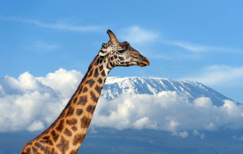 Kenya Safari Journey: Into Africa’s Wild Heart