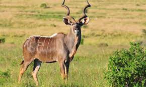 2 Days Tsavo East & Saltlick