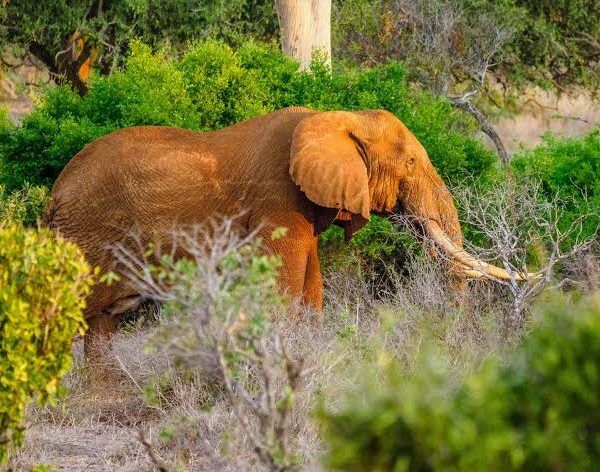 Iconic wildlife experiences during your coastal safari. Source Natural World Kenya Safaris