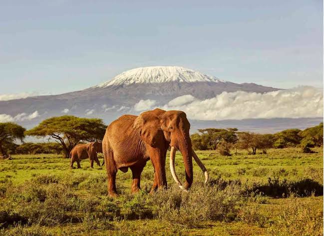 5 Brilliant Watamu to Tsavo East Safari Trips You Must Book
